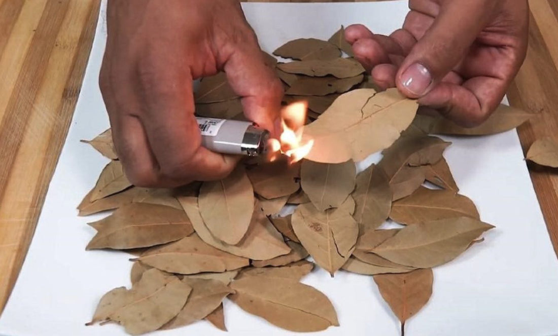 Pálenie bobkového listu: Jednoduchý spôsob, ako prevoniať váš domov